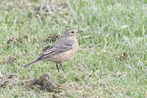 Bisbita pechianteado (Anthus rubescens)