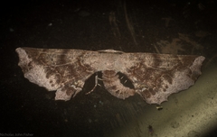 Parepisparis multicolora