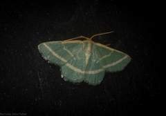 Mixocera latilineata