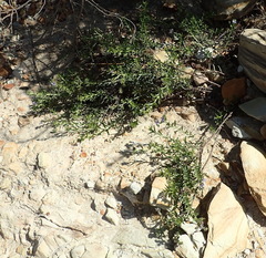 Lobostemon paniculatus