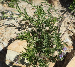 Lobostemon paniculatus