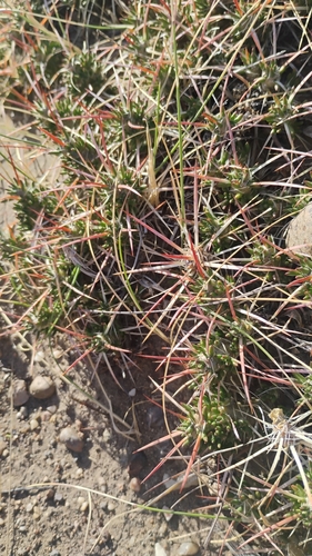 Maihuenia patagonica, photograph 2