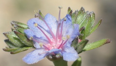 Lobostemon paniculatus