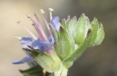 Lobostemon paniculatus