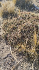 Maihuenia patagonica, photograph (c) Nahuel Di Marco, some rights reserved (CC BY)