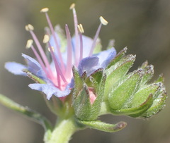Lobostemon paniculatus