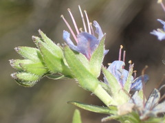 Lobostemon paniculatus