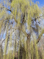 Salix