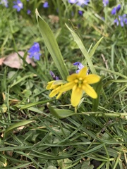 Gagea lutea