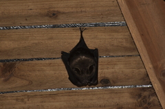 Hipposideros armiger terasensis