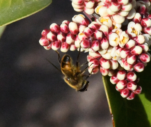 Unknown species found near Twin Lakes, Las Vegas, NV, USA