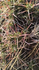 Maihuenia patagonica, photograph (c) Nahuel Di Marco, some rights reserved (CC BY)