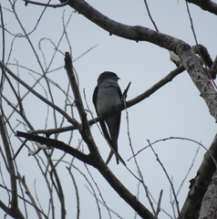 Hemiprocne longipennis