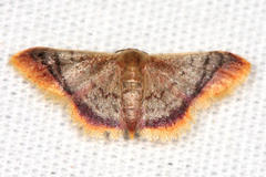 Idaea zoalma