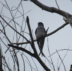 Hemiprocne longipennis