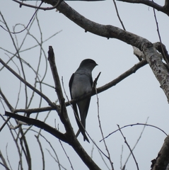 Hemiprocne longipennis