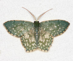 Chloropteryx dealbata
