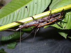 Anisomorpha paromalus