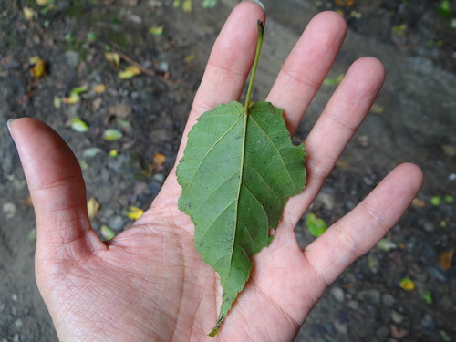Image of Acer caudatifolium by (c) 呂一起(Lu i-chi), some rights reserved (CC BY)