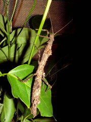 Hypocyrtus ornatissimus