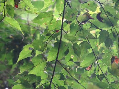 Image of Acer caudatifolium by (c) 呂一起(Lu i-chi), some rights reserved (CC BY)