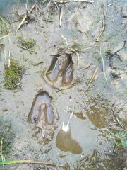 Capreolus