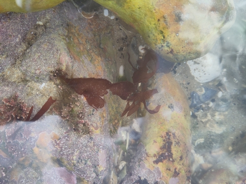 Dulse (Palmaria palmata)