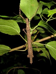 Hypocyrtus ornatissimus