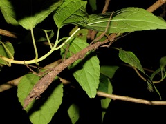 Hypocyrtus ornatissimus