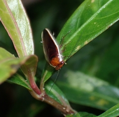 Pseudophyllodromia laticeps