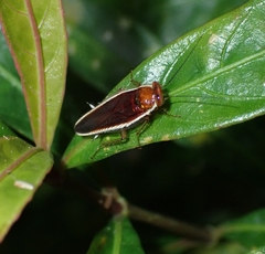 Pseudophyllodromia laticeps