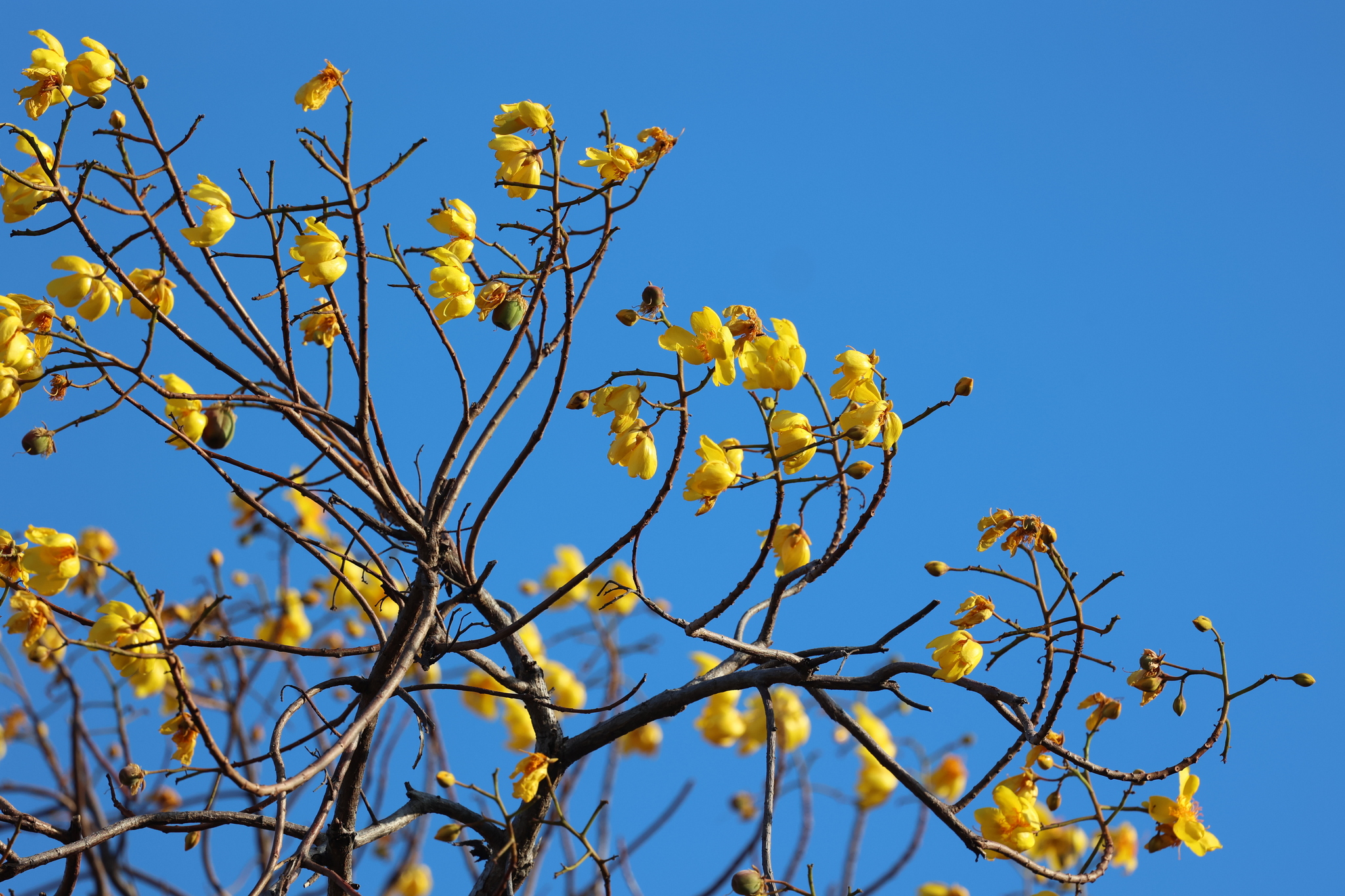 Silk Cottontree (Cochlospermum vitifolium)