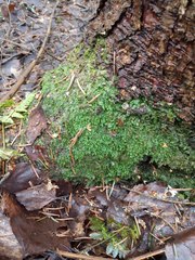 Plagiothecium laetum