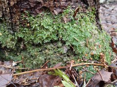 Plagiothecium laetum