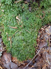 Plagiothecium laetum