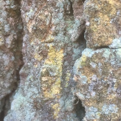 Chaenotheca ferruginea