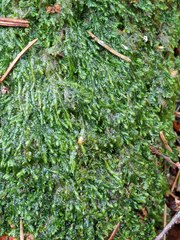 Plagiothecium laetum