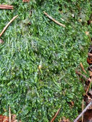 Plagiothecium laetum