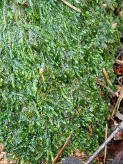 Plagiothecium laetum