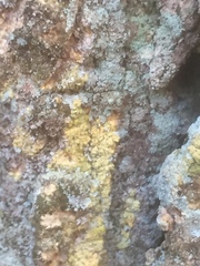 Chaenotheca ferruginea