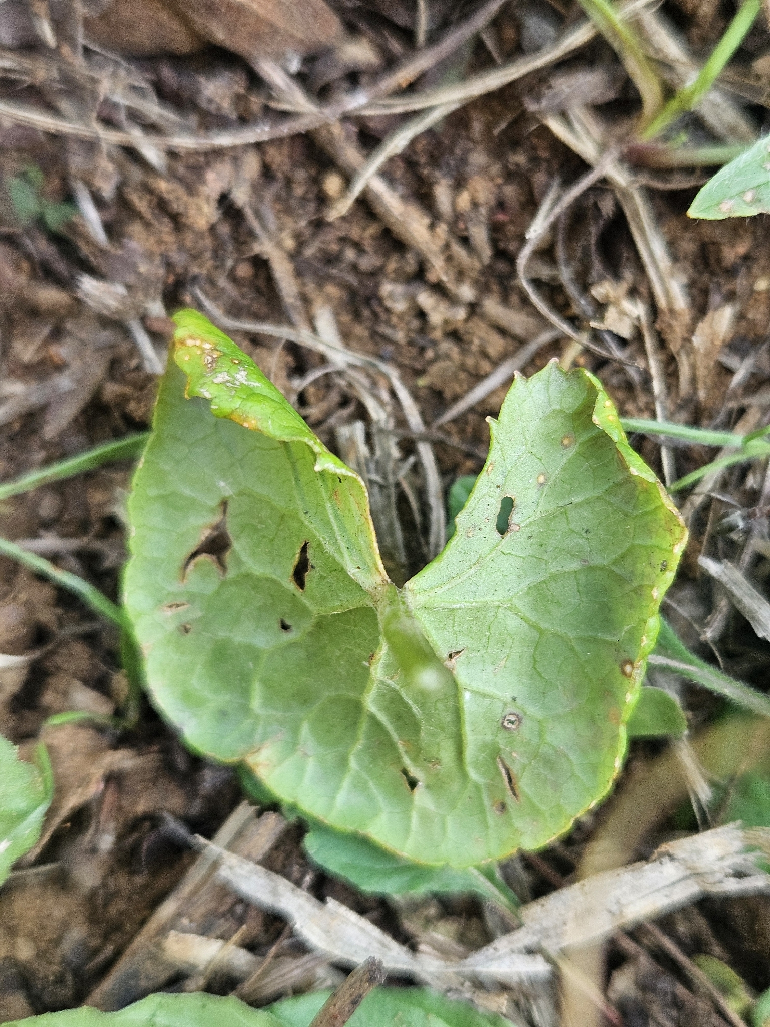Spadeleaf (Centella asiatica)