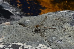 Chlorolestes conspicuus