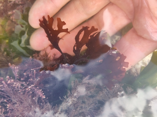 Irish Moss (Chondrus crispus)