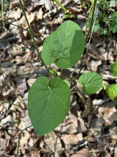 Hairy-faced spiny pod (Matelea hirtelliflora)