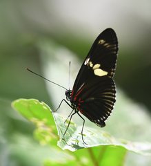 Heliconius doris viridis