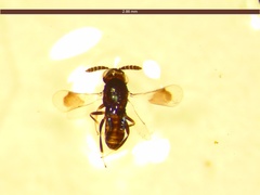 Aphelinidae