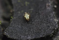 Ptenothrix maculosa
