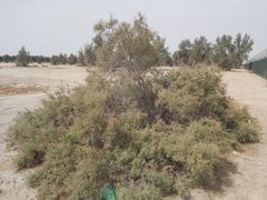 Tamarix aucheriana