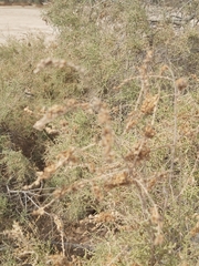 Tamarix aucheriana