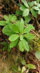 Lysionotus pauciflorus pauciflorus